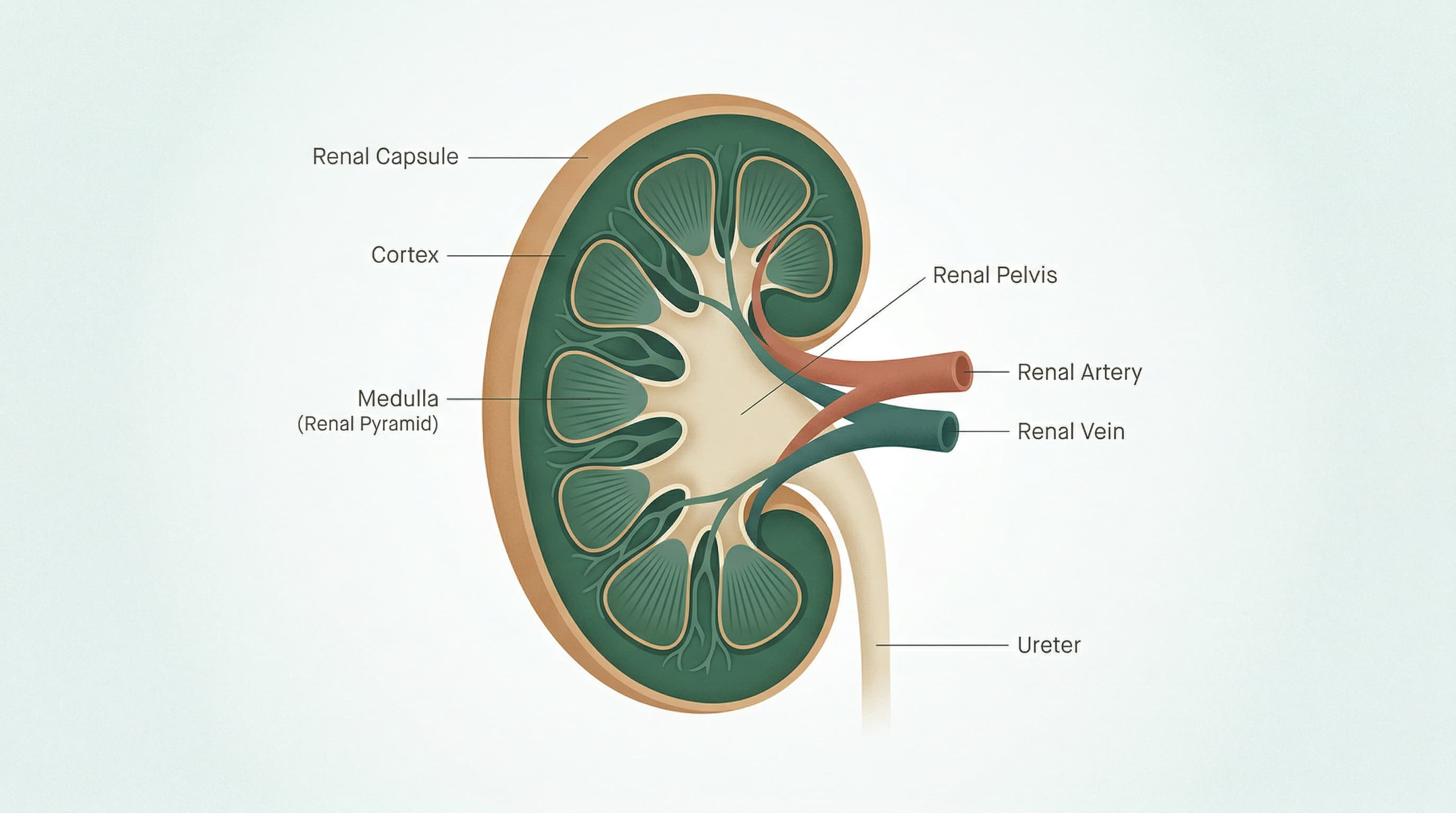 Person living well with chronic kidney disease