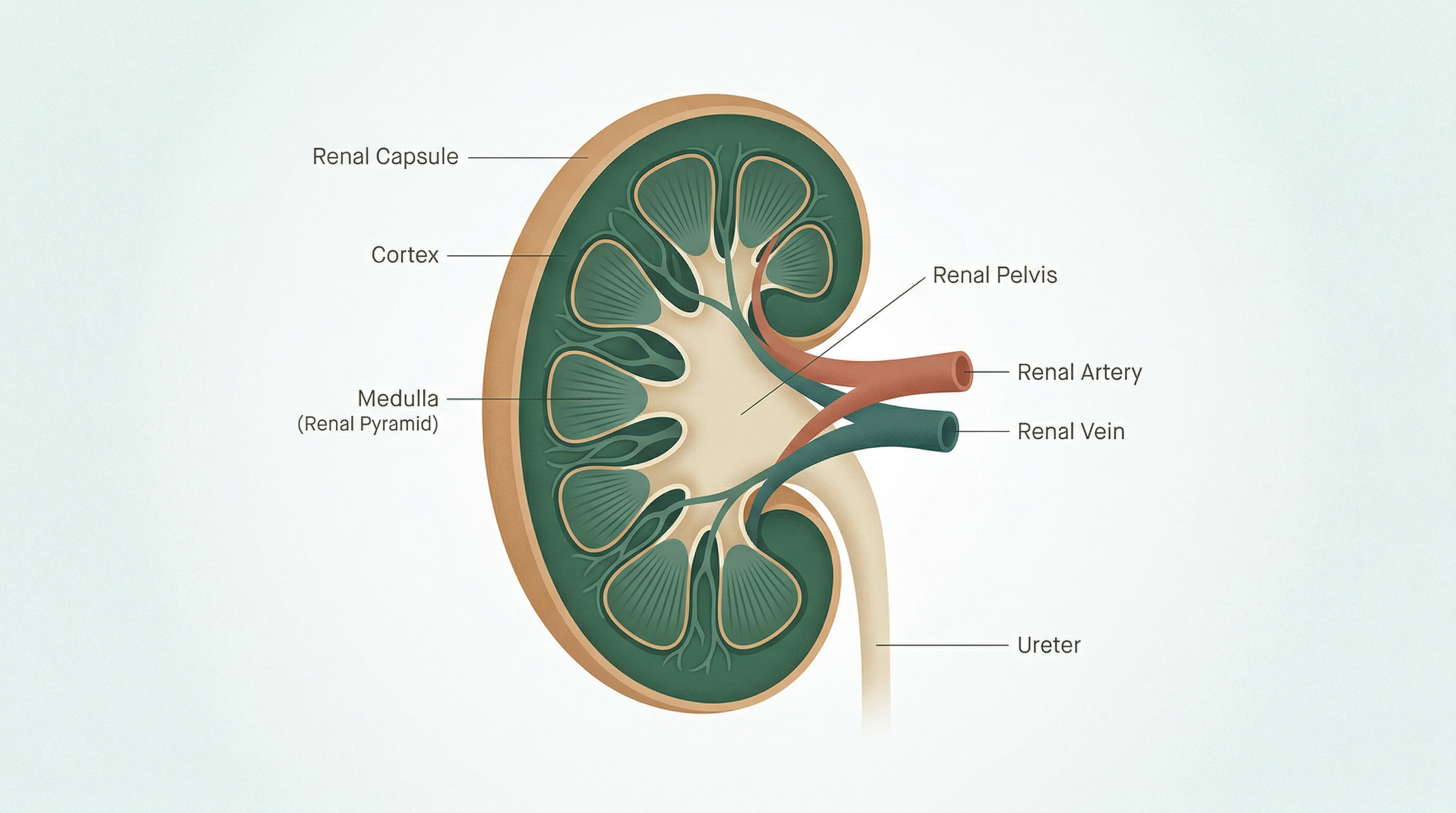 Person living well with kidney disease